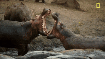 nat geo hostile planet GIF by National Geographic Channel