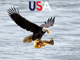 United States Usa GIF