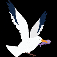 Seagull Gull GIF by Communauté de Commune de l'île de Ré