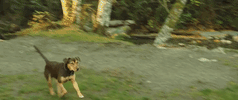 a dogs way home sony GIF by A Dog's Way HomeVerified account