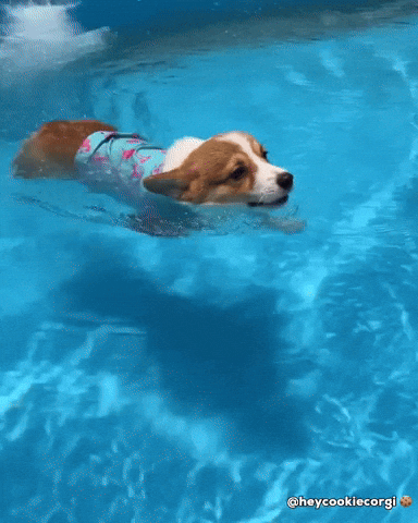 Puppy Corgi GIF