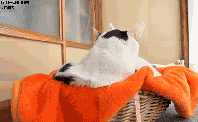 giphy.gif