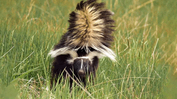 Find Out Skunk GIF by U.S. Fish and Wildlife Service