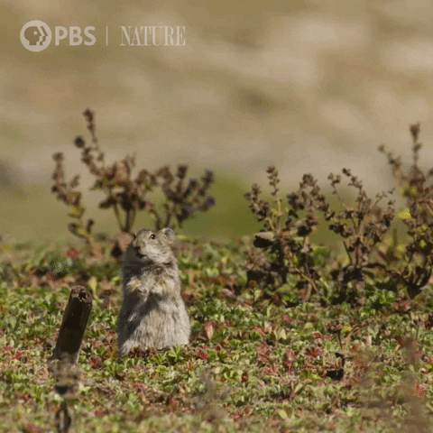 Yelling Pbs Nature GIF by Nature on PBS