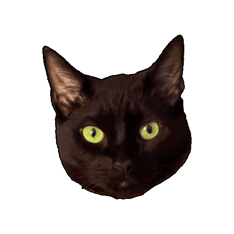 Black Cat Judging You Sticker by Rod Kim