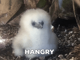 Hungry Feed Me GIF by U.S. Fish and Wildlife Service