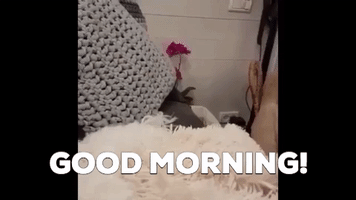 Good Morning Dog GIF