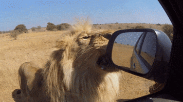 lion natures GIF