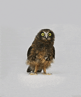 owl hoot animals bird