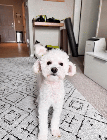 Begging Dog Let Me Have Some GIF