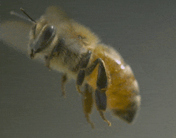 honey bee GIF