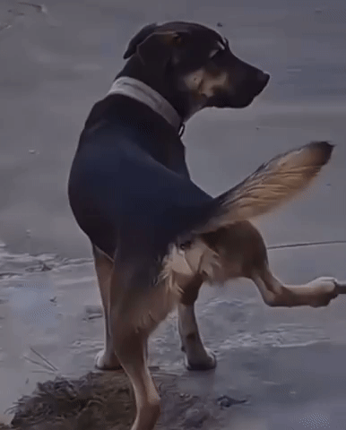 Dog GIF