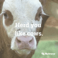 Cow-wallpaper GIFs - Get the best GIF on GIPHY