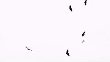 Black And White Birds GIF by Gunna