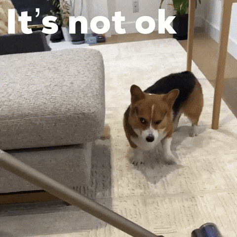 Dog Corgi GIF