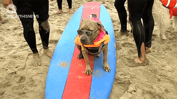 san diego dogs GIF by NowThis 