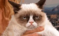 annoyed grumpy cat GIF