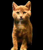 Cat Mood GIF by Smitten Kitten