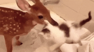 Cat Kitty GIF