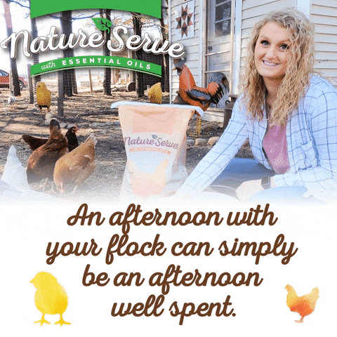 Chickens GIF by Belstra Milling Company