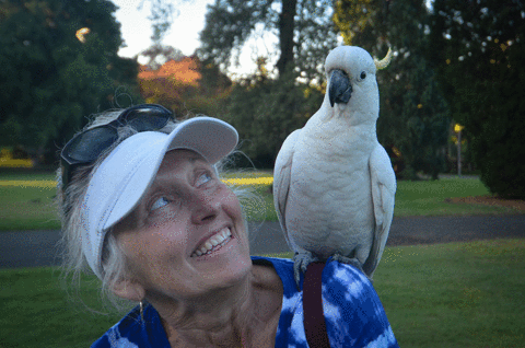 cockatoo