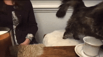 Cat Tea GIF