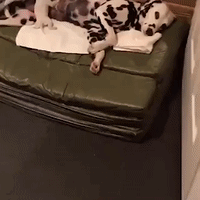 Cute-baby-animal GIFs - Get the best GIF on GIPHY