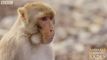 rhesus macaque eating GIF by BBC