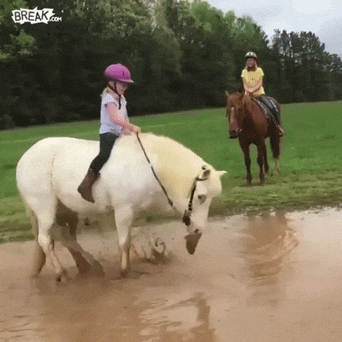 Horse Reaction GIF by MOODMAN - Find & Share on GIPHY