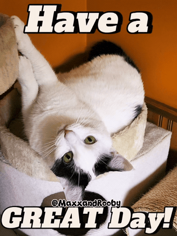 Cat GIF
