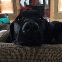 gifofdogs shocked dog GIF by Rover.com