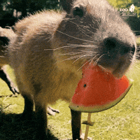 Capybara GIF