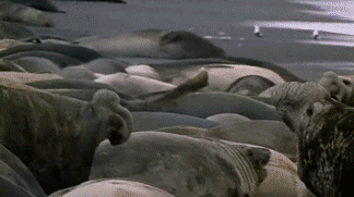 elephant seal fight GIF