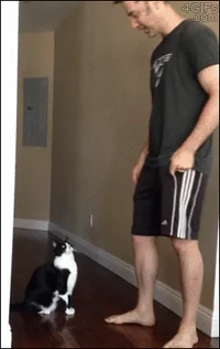 Cat Humor #5