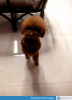 Dancing Pug GIFs - Find & Share on GIPHY