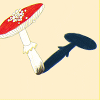 Mushroom Fungi GIF by notofagus