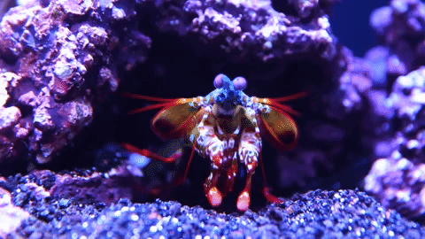 Peacock-mantis-shrimp GIFs - Get the best GIF on GIPHY