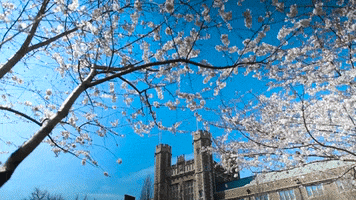 spring campus GIF by Washington University in St. Louis