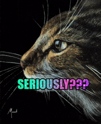 Featured image of post Funny Cat Memes Clean Gif