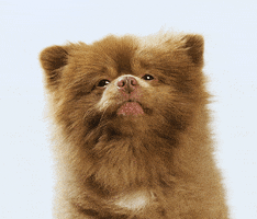 Dog Yawn GIF by Bertie The Pom