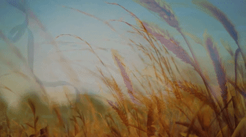 Thegirlandherren GIF