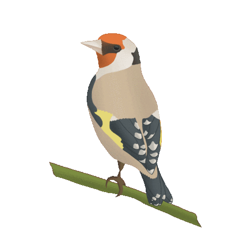 Illustration Sticker