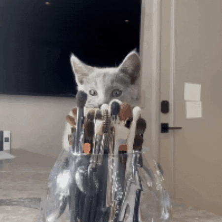 Cat GIF