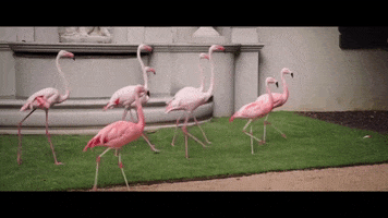 YesMilano GIF