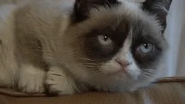 angry grumpy cat GIF