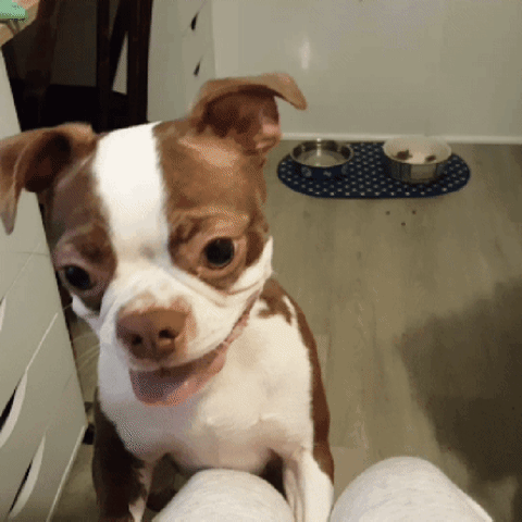 Face Pup GIF
