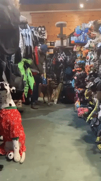 Dog Can't Quite Get the Hang of Walking in Winter Boots