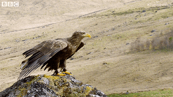 take off fly GIF by BBC Earth
