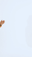 200.gif?cid=fc005b08f4ed19ae79f004dd192331ccde202f40a160c8b1&rid=200.gif&ct=g