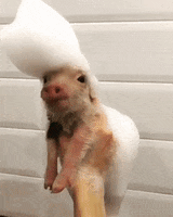 pig with suds on head